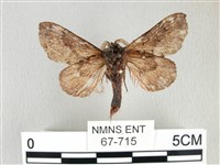 銀肩枯葉蛾藏品圖，第2張