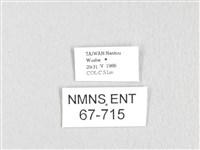 銀肩枯葉蛾藏品圖，第3張