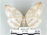 圓翅大鉤蛾藏品圖，第1張