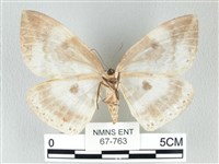 圓翅大鉤蛾藏品圖，第2張