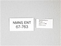 圓翅大鉤蛾藏品圖，第3張