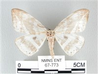 圓翅大鉤蛾藏品圖，第1張