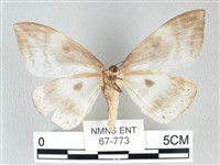 圓翅大鉤蛾藏品圖，第2張