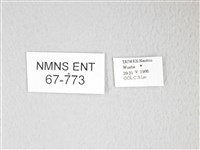 圓翅大鉤蛾藏品圖，第3張