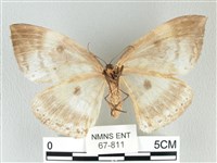 圓翅大鉤蛾藏品圖，第2張