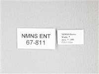 圓翅大鉤蛾藏品圖，第3張