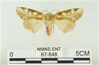 連珠波紋蛾藏品圖，第1張