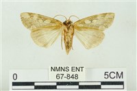 連珠波紋蛾藏品圖，第2張