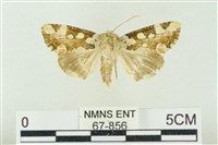 連珠波紋蛾藏品圖，第1張