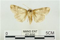 連珠波紋蛾藏品圖，第2張