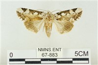 連珠波紋蛾藏品圖，第1張