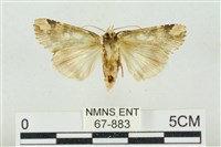 連珠波紋蛾藏品圖，第2張