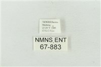 連珠波紋蛾藏品圖，第3張