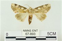 連珠波紋蛾藏品圖，第1張