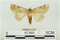 連珠波紋蛾藏品圖，第2張