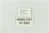 連珠波紋蛾藏品圖，第3張