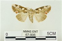 連珠波紋蛾藏品圖，第1張