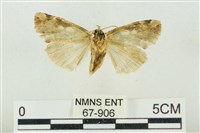 連珠波紋蛾藏品圖，第2張