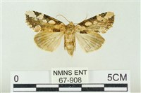 連珠波紋蛾藏品圖，第1張