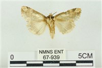 連珠波紋蛾藏品圖，第2張