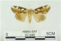 連珠波紋蛾藏品圖，第1張