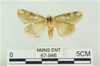 連珠波紋蛾藏品圖，第2張