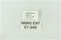 連珠波紋蛾藏品圖，第3張