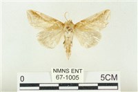 印華波紋蛾藏品圖，第1張