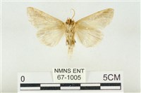 印華波紋蛾藏品圖，第2張