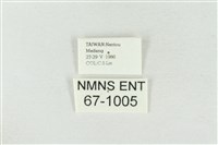 印華波紋蛾藏品圖，第3張