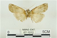 臺洒波紋蛾藏品圖，第2張