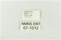 臺洒波紋蛾藏品圖，第3張