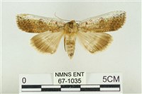 臺洒波紋蛾藏品圖，第1張