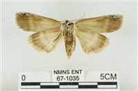 臺洒波紋蛾藏品圖，第2張