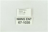 臺洒波紋蛾藏品圖，第3張