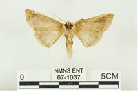 印華波紋蛾藏品圖，第2張