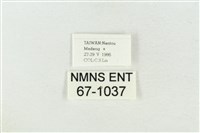 印華波紋蛾藏品圖，第3張