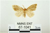 黑翅黃毒蛾藏品圖，第1張