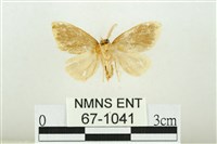 黑翅黃毒蛾藏品圖，第2張