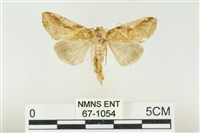 印華波紋蛾藏品圖，第1張