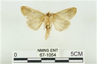 印華波紋蛾藏品圖，第2張