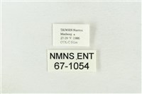 印華波紋蛾藏品圖，第3張