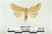 印華波紋蛾藏品圖，第1張