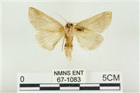 印華波紋蛾藏品圖，第2張