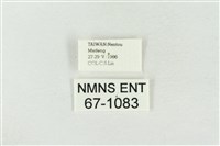 印華波紋蛾藏品圖，第3張