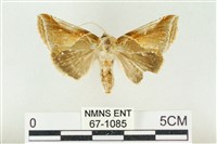 印華波紋蛾藏品圖，第1張