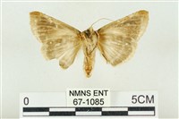 印華波紋蛾藏品圖，第2張