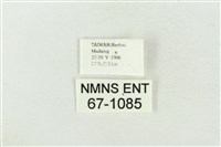 印華波紋蛾藏品圖，第3張