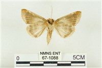 印華波紋蛾藏品圖，第2張