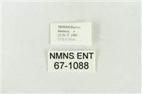 印華波紋蛾藏品圖，第3張